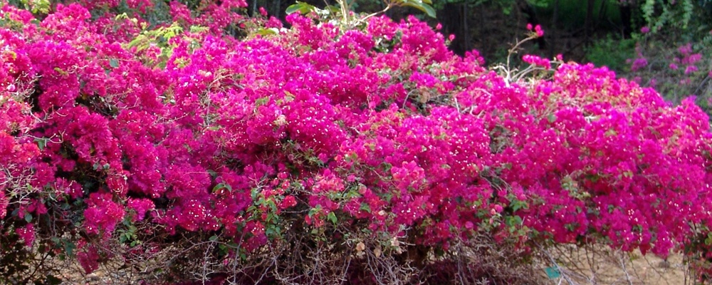 Bougainvillea sp. 'Barbara Karst' {nyctaginaceae bougainvillea}